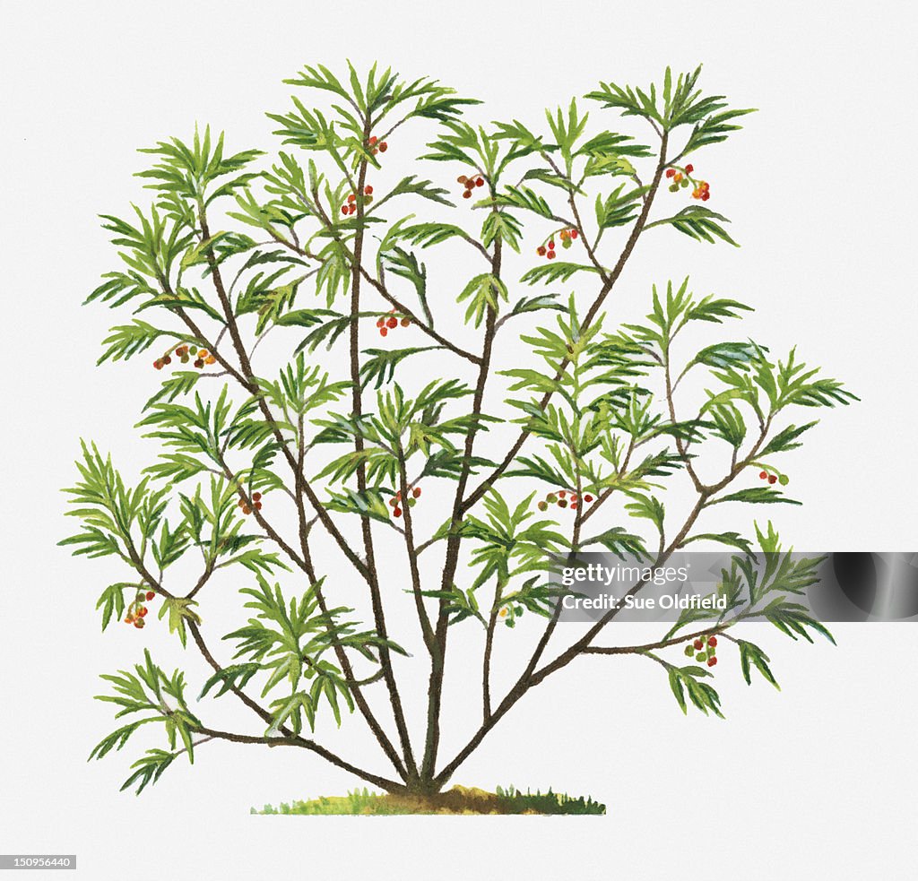 Illustration of Solanum aviculare (Kangaroo Apple) shrub with poisonous orange/red berries