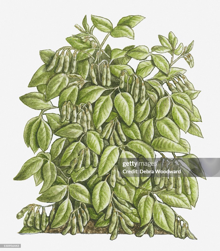 Illustration of Glycine max (Soya Bean) bearing trifoliolate green leaves and pods hanging from stems