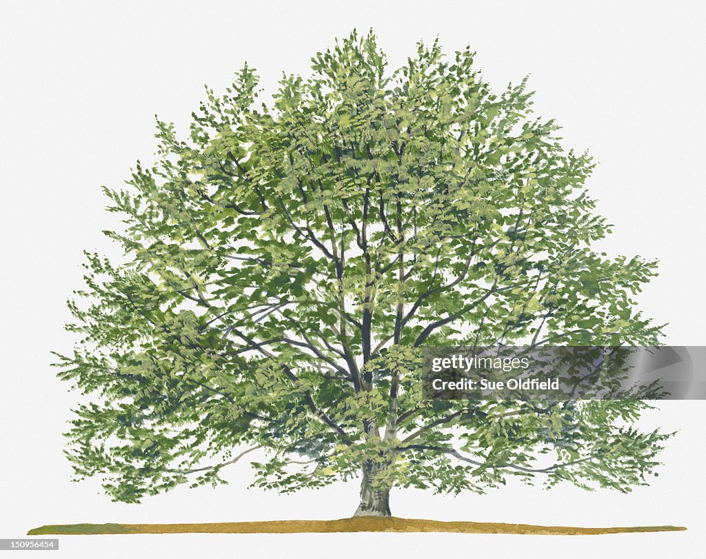 Illustration of Fagus sylvatica, (European Beech or Common Beech) deciduous tree