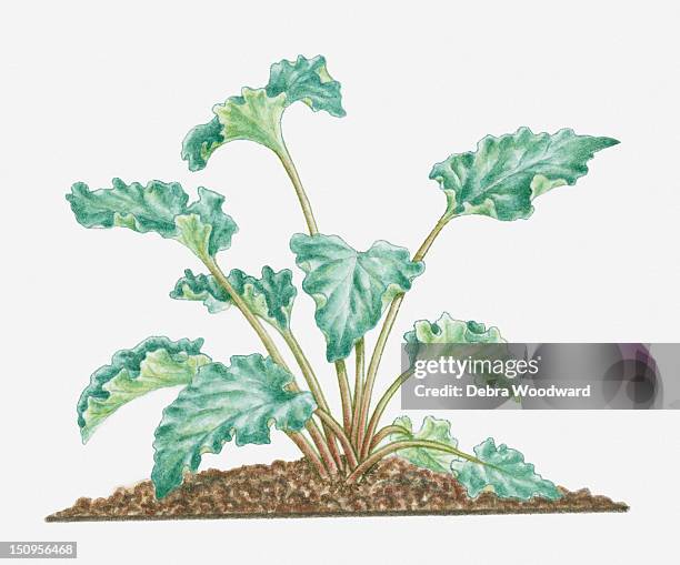 ilustrações, clipart, desenhos animados e ícones de illustration of rheum officinale (rhubarb) with large leaves on thick stems - ruibarbo planta