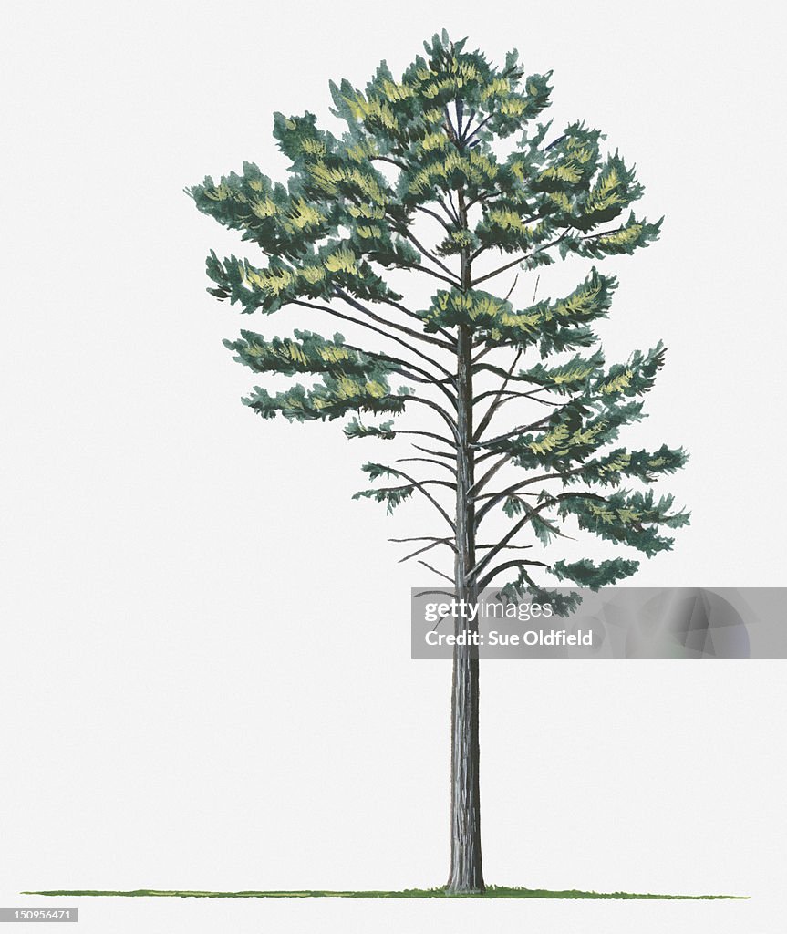 Illustration of evergreen Pinus nigra (European Black Pine) tree