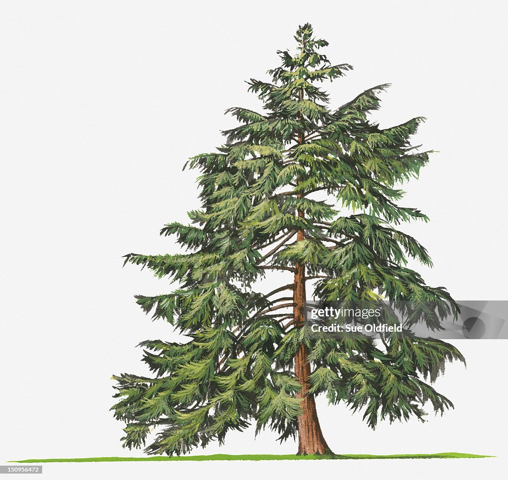Illustration of evergreen Tsuga canadensis (Eastern Hemlock, Canadian Hemlock) tree