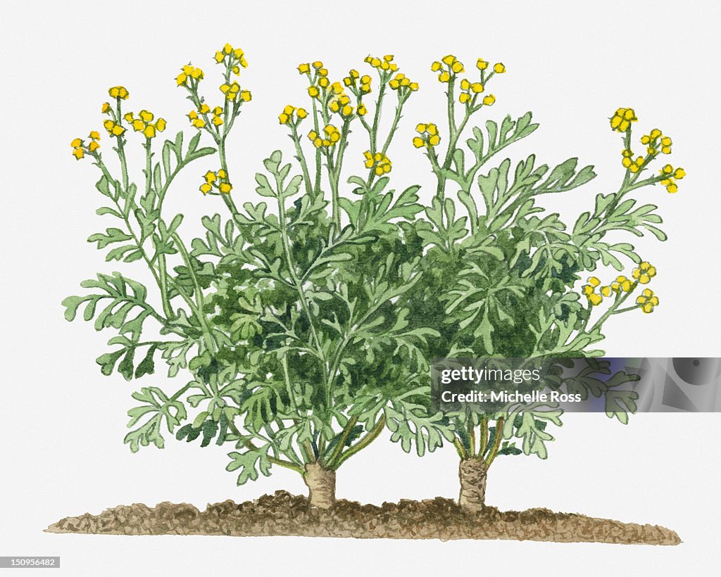 Illustration of Ruta graveolens (Common Rue) with yellow flowers on long stems