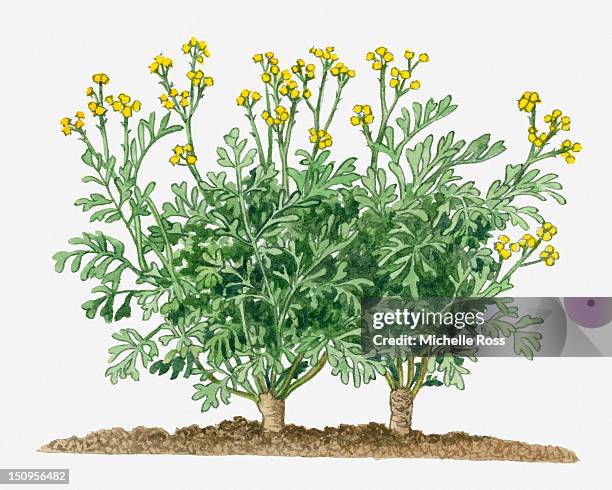 illustration of ruta graveolens (common rue) with yellow flowers on long stems - ruta graveolens stock illustrations