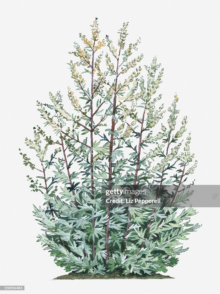 Illustration of Artemisia vulgaris (Mugwort) bearing yellow flowers and silver-green leaves on tall stems