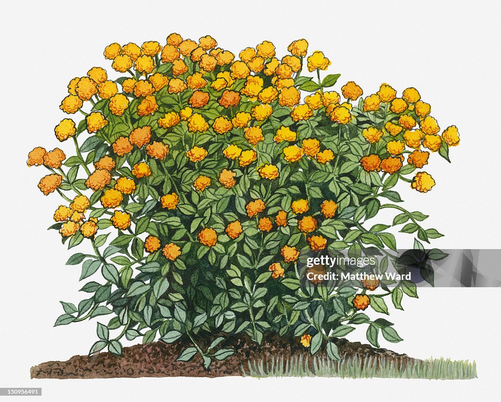 Illustration of Lantana camara (Spanish Flag) with vibrant yellow flowers and green leaves