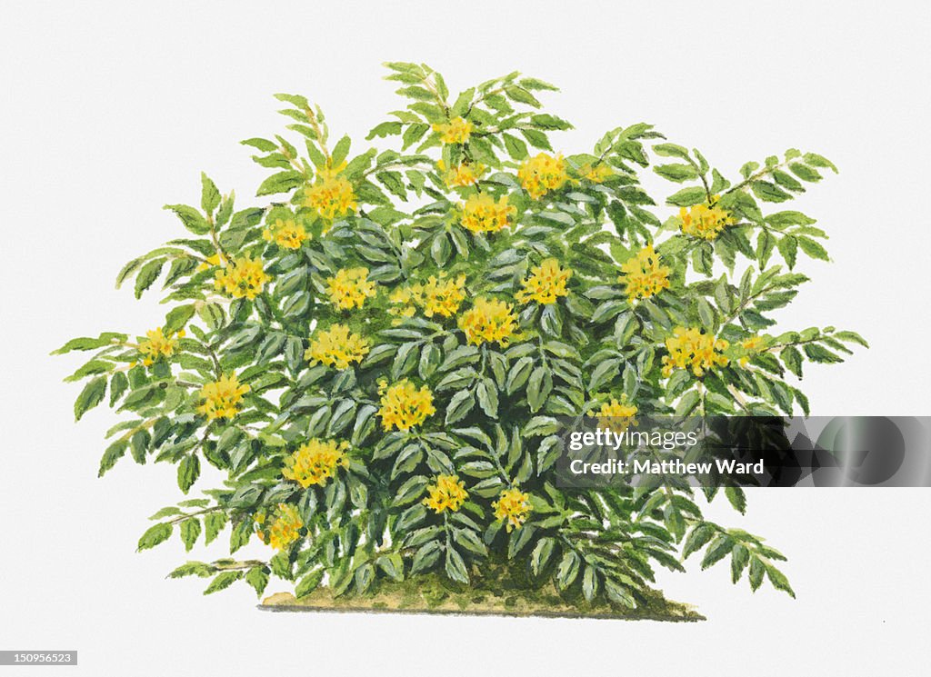 Illustration of Mahonia aquifolium (Oregon-grape) evergreen shrub with yellow flowers
