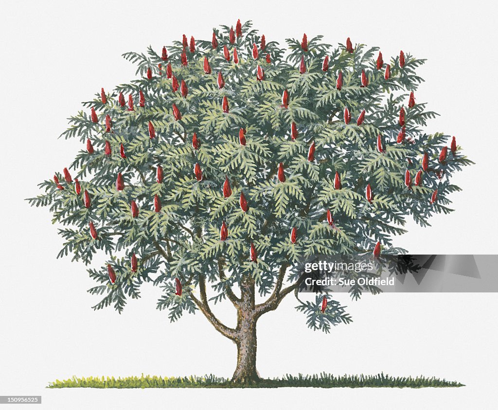 Illustration of Rhus typhina (Staghorn Sumac) bearing ripe red fruit