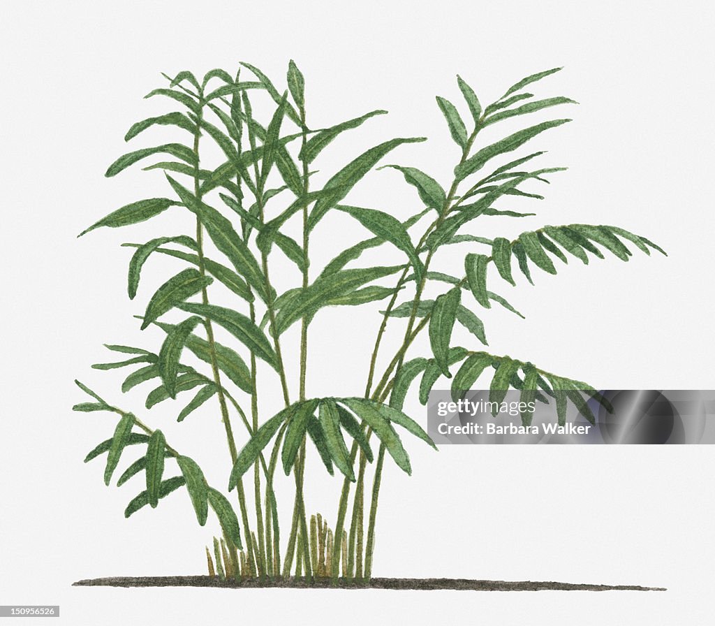 Illustration of Alpinia galanga (Greater Galangal) with long green leaves on tall stems
