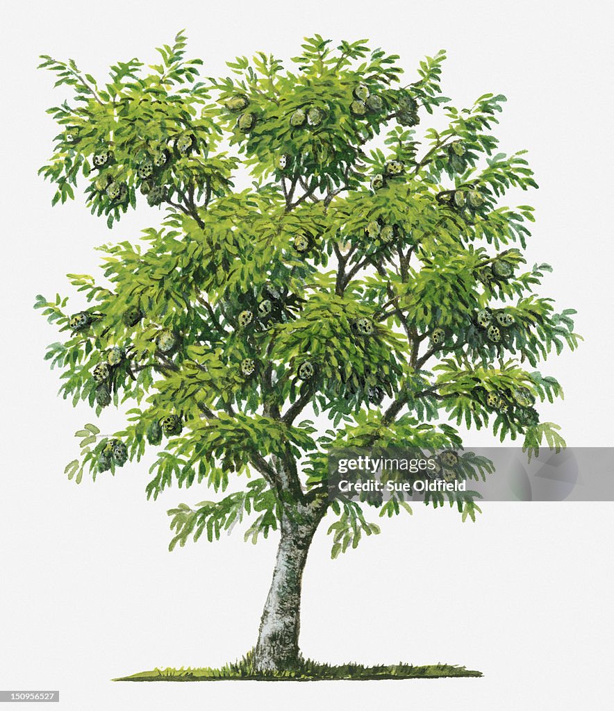 Illustration of evergreen Annona muricata (Soursop) tree bearing green fruit