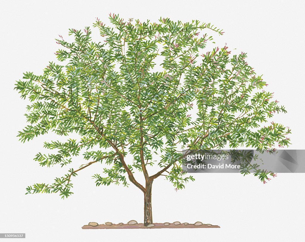 Illustration of Punica protopunica (Pomegranate) evergreen tree