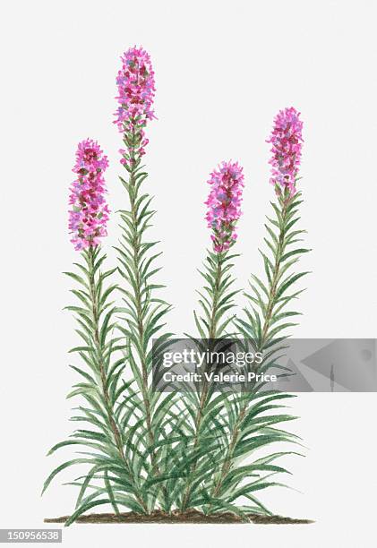 illustration of liatris spicata (prairie gay feather) bearing spikes of deep pink flowers on tall stems with green leaves - liatris stock illustrations