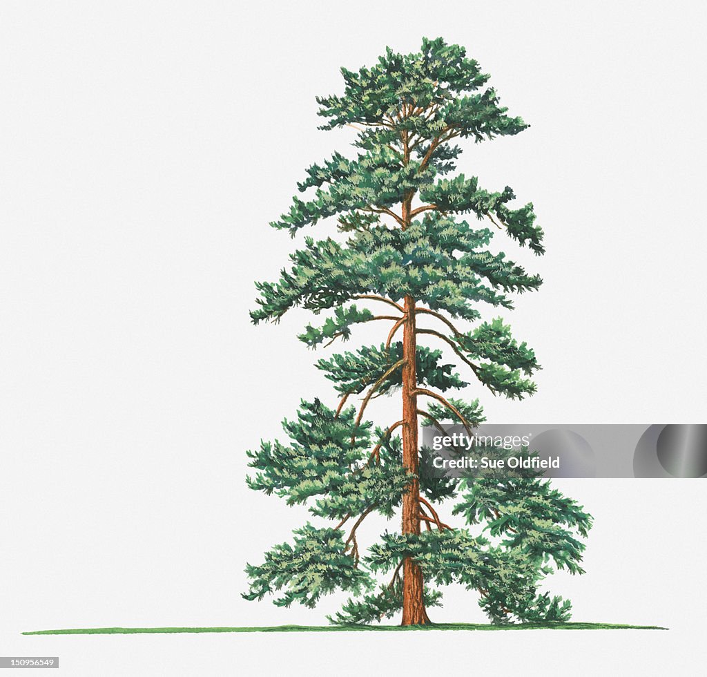 Illustration of evergreen Pinus wallichiana (Bhutan Pine, Himalayan Pine) tree