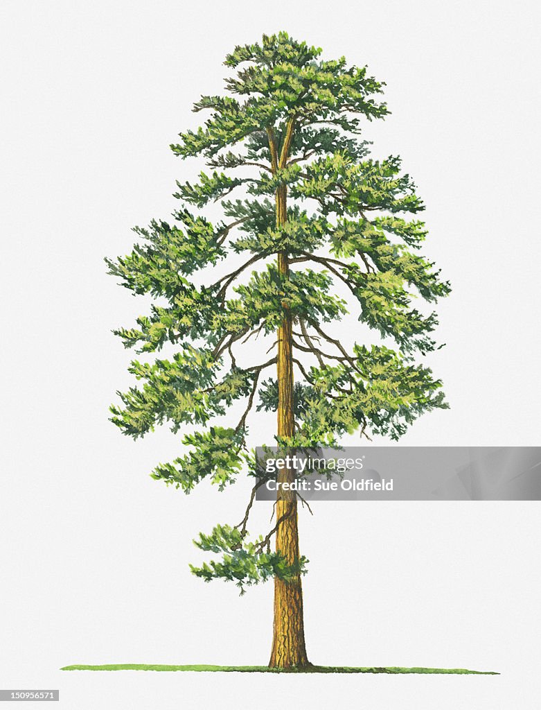 Illustration of evergreen Pinus ponderosa (Ponderosa Pine) tree