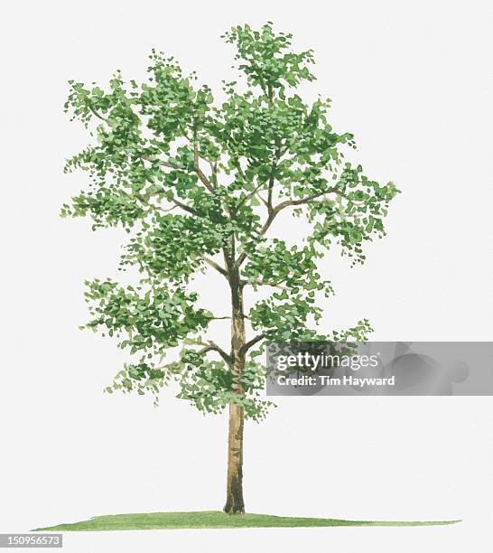illustration of pterocarpus santalinus (red sandalwood) evergreen tree - pterocarpus stock illustrations
