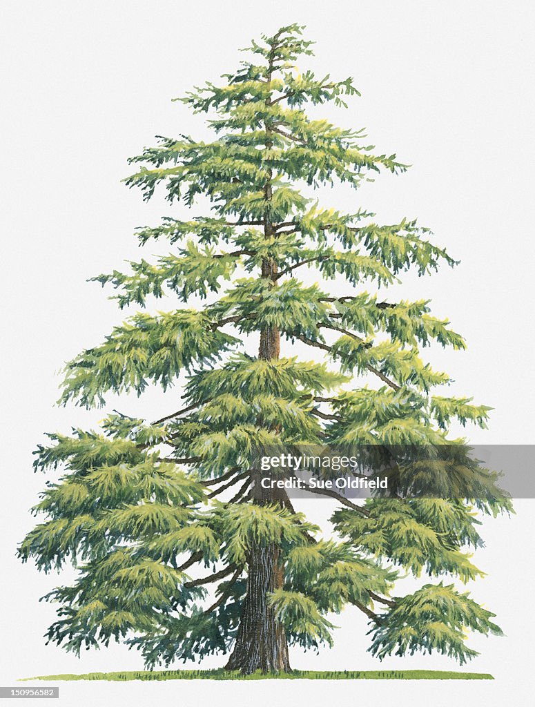 Illustration of evergreen Cedrus deodara (Deodar Cedar, Himalayan Cedar tree