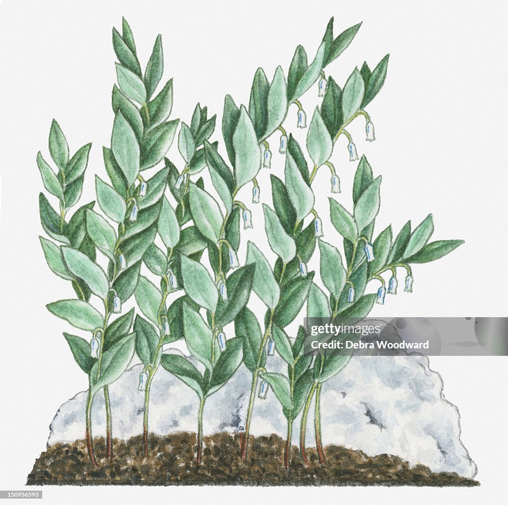 Illustration of Polygonatum odoratum (Angular Solomon's Seal) bearing white flowers hanging from below green leaves on tall stems