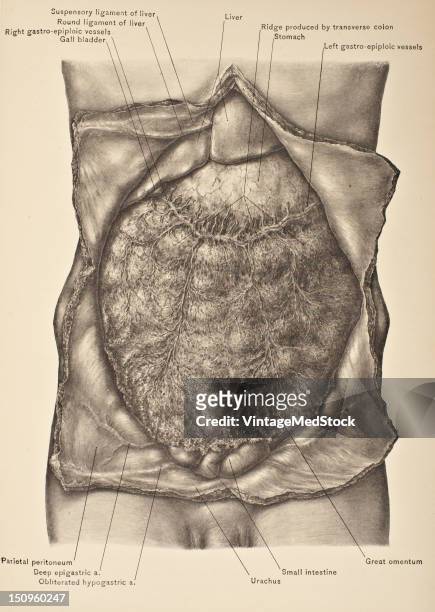 The great omentum, the largest of all the peritoneal folds, is suspended from th greater curvature of the stomach and free border of the transverse...