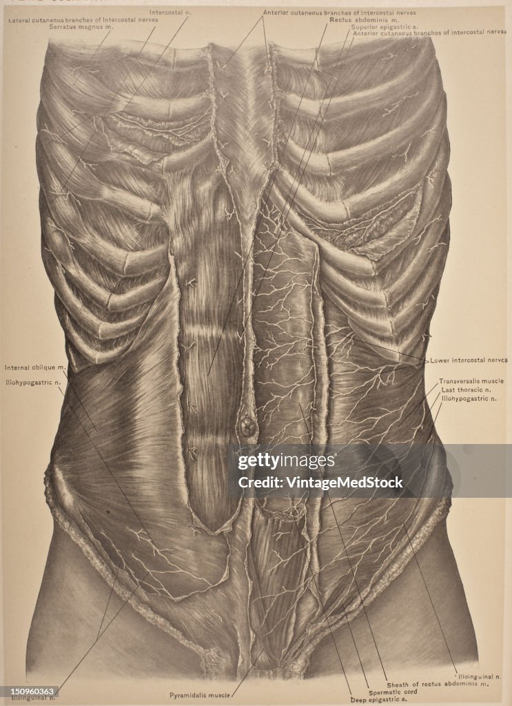 Lower Intercostal Nerves, Transversalis, & Rectus Abdominis Muscles