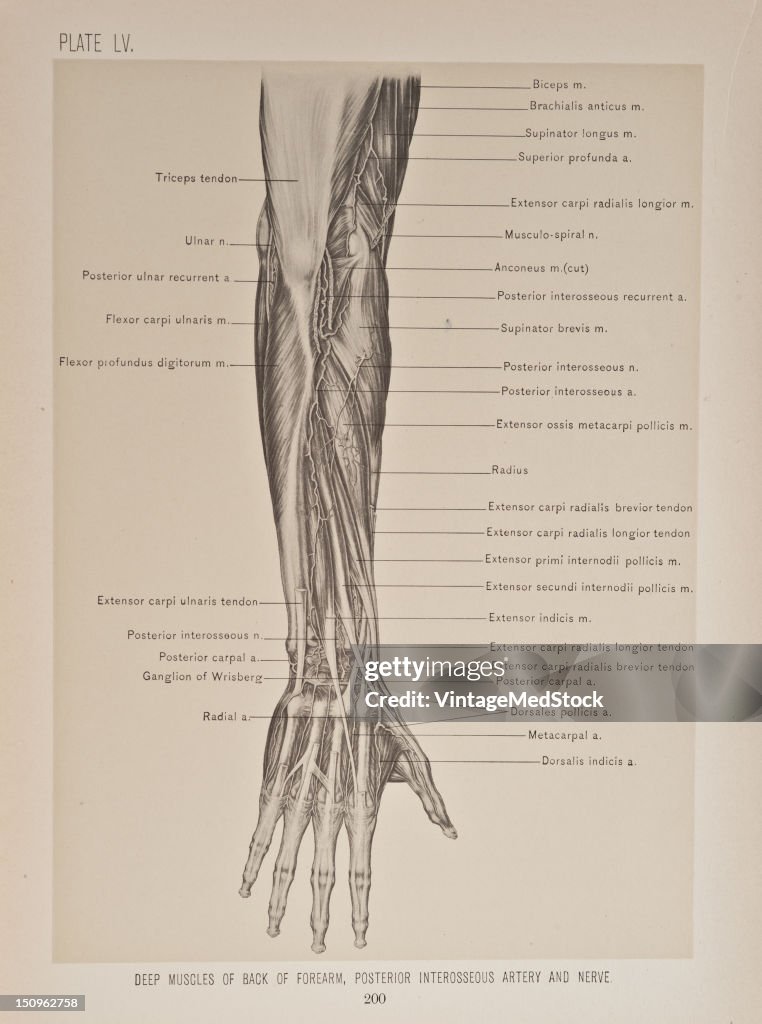 Deep Muscles Of Back Of Forearm, Posterior Interosseous Artery & Nerve