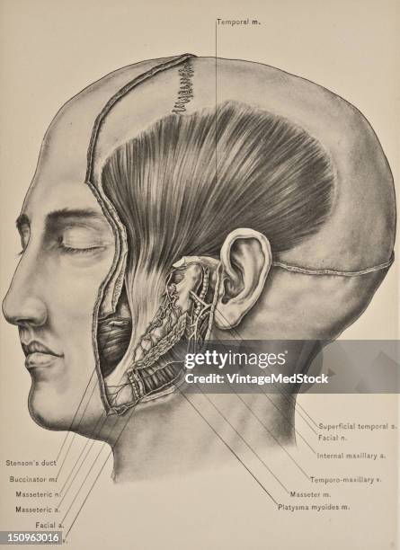 Temporal Rhytids 20 Temporal Muscles Stock Photos, High-Res Pictures, and Images - Getty ...