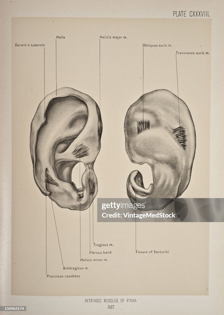 Intrinsic Muscles Of The Pinna