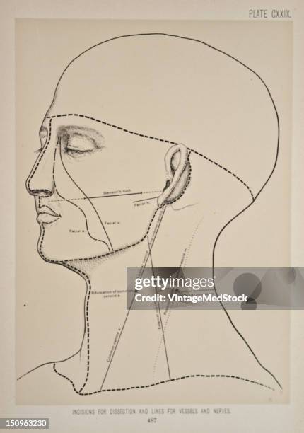 522 Dissection (Medical) Stock Photos, High-Res Pictures, and Images ...