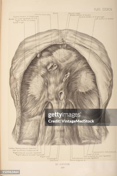The diaphragm is dome-shaped, musculo-aponeurotic sheet, which is a partition wall between the thoracic and abdominal cavities, 1903. From 'Surgical...