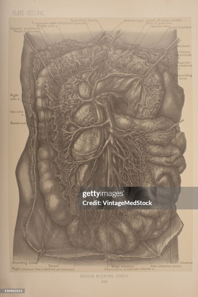 Superior Mesenteric Vessels