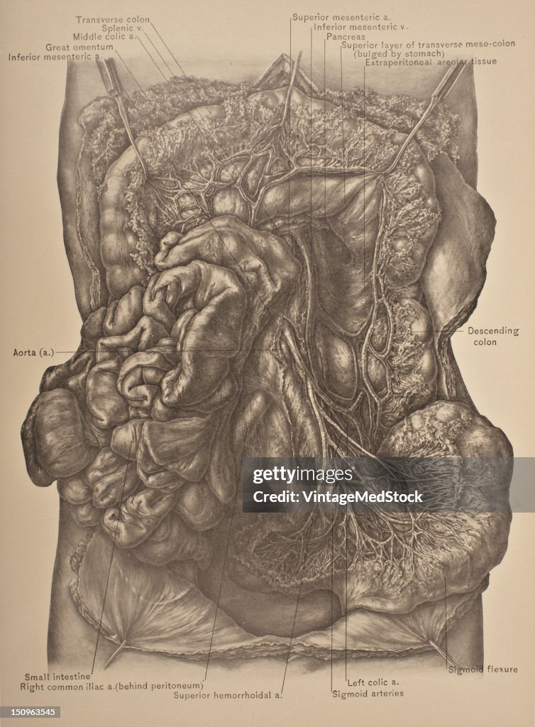 Inferior Mesenteric Vessels