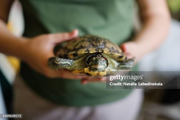 joy of turtle ownership: macro portrait of a child holding a red-eared slider turtle, experiencing the delight of having a pet. - reptile stock pictures, royalty-free photos & images