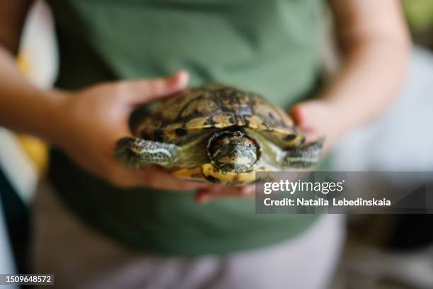 joy of turtle ownership: macro portrait of a child holding a red-eared slider turtle, experiencing the delight of having a pet. - red ear slider turtle stock pictures, royalty-free photos & images