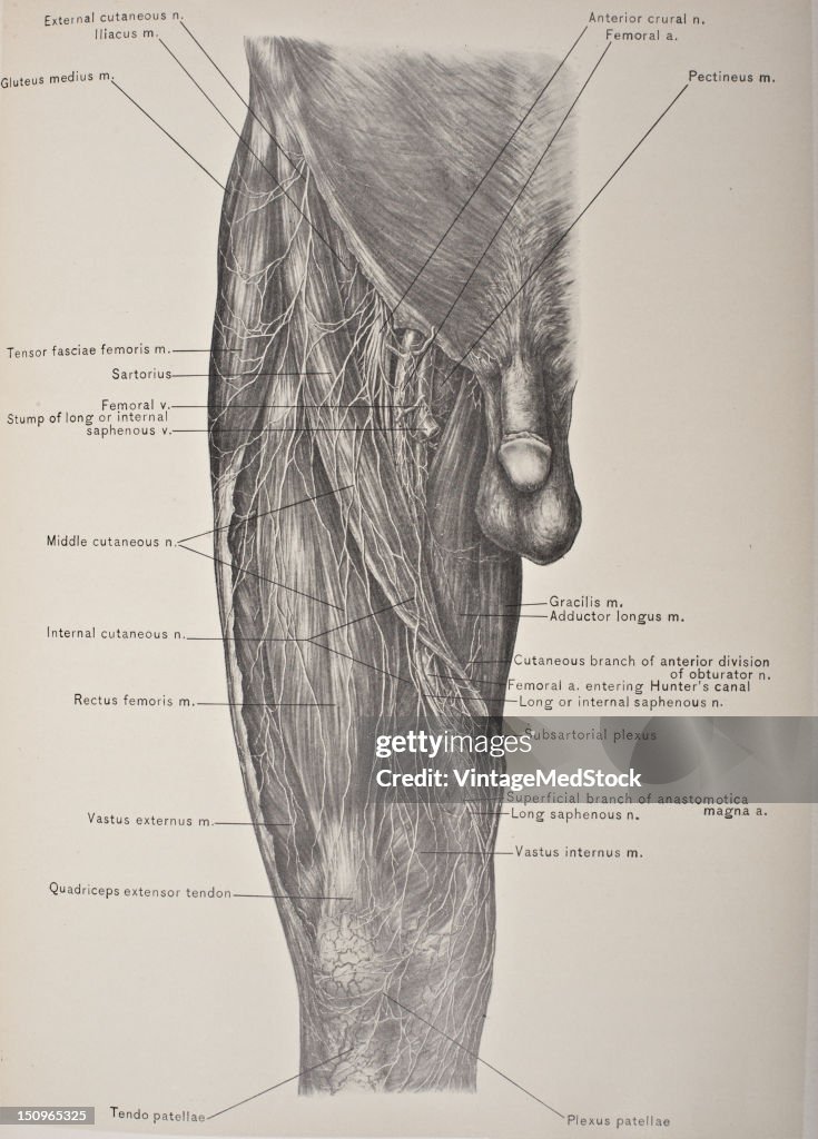 Muscles, Vessels, & Nerves Of The Front Thigh