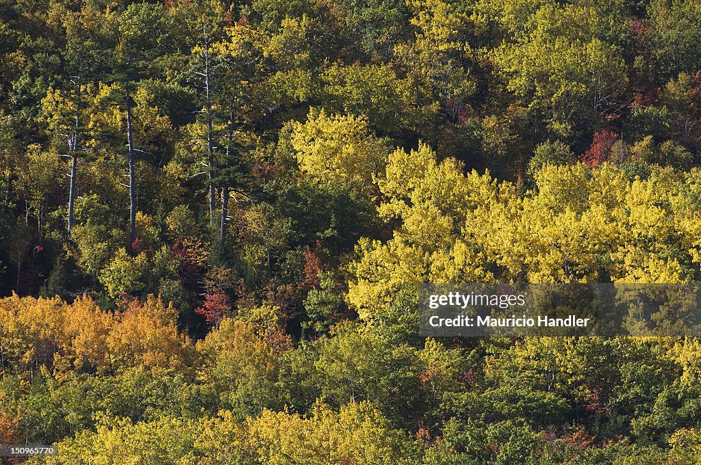 Fall foliage on Mount Desert Island.