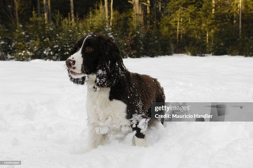 An English springer spaniel plays in the snow.
