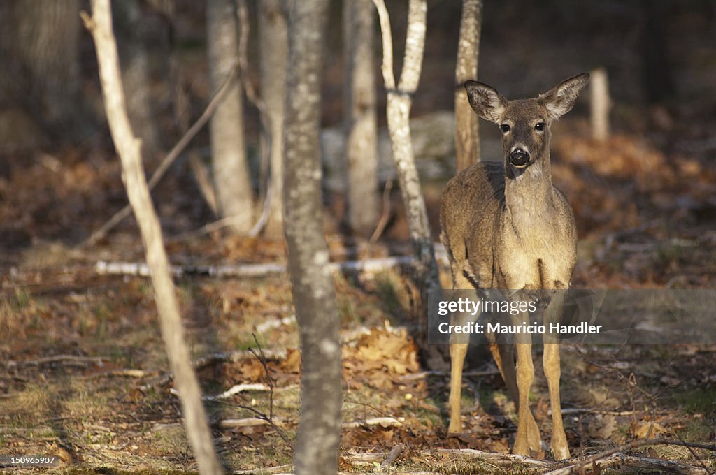 White tailed deer on Mount Desert Island, Maine.