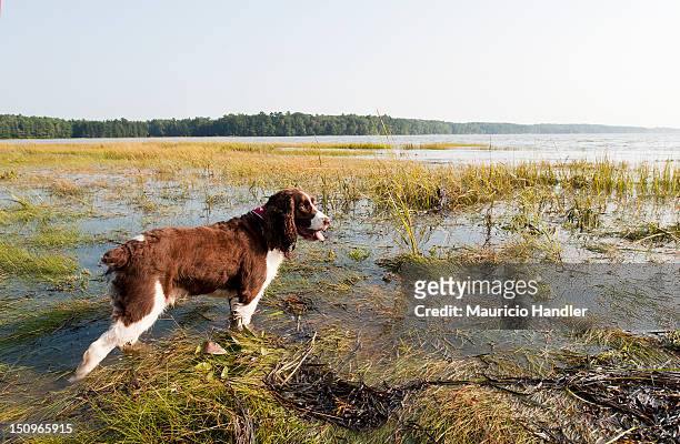an english springer spaniel wading in marshes near coastal brunswick. - english springer spaniel stock pictures, royalty-free photos & images