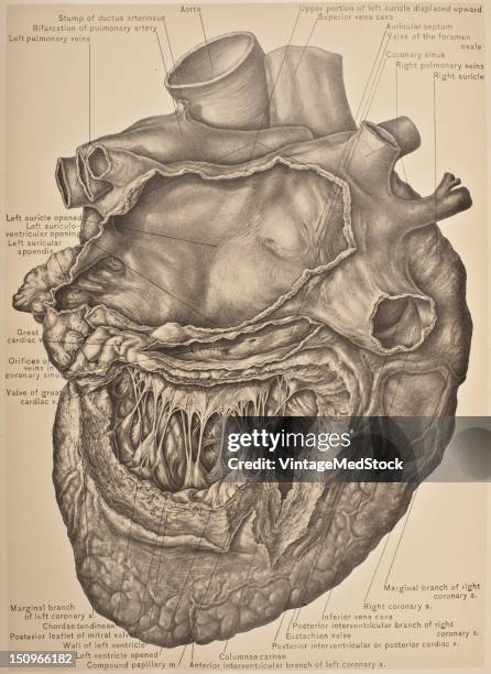 Appendix Heart Brain 780 Human Appendix Stock Photos, High-Res Pictures, and Images - Getty ...