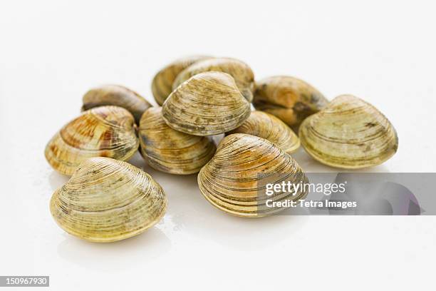 shellfish - clams 個照片及圖片檔