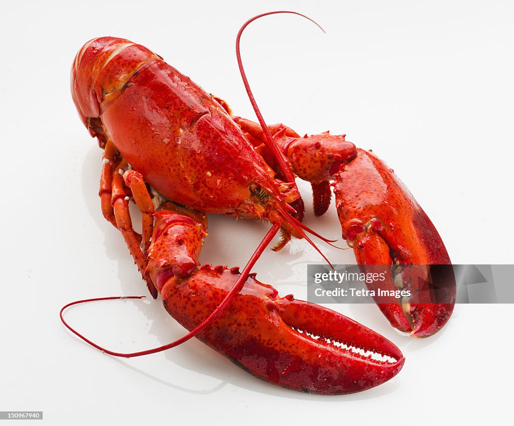 Cooked lobster