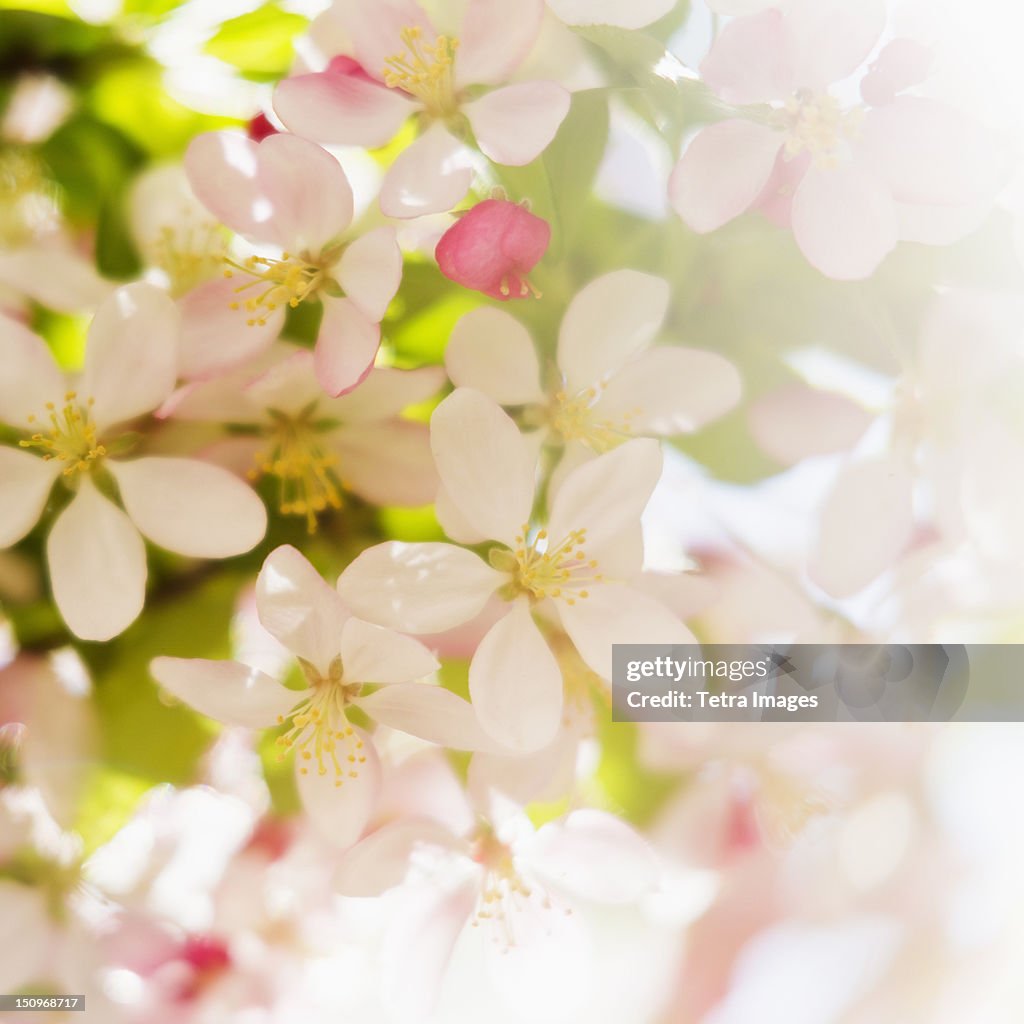 Flower blossoms