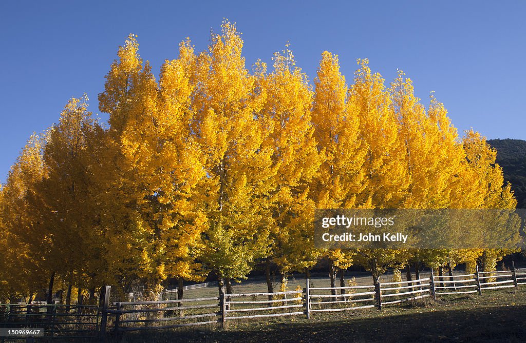 USA, Colorado, Trees in autumn foliage
