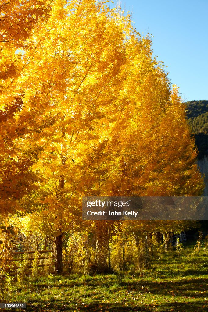USA, Colorado, Trees in autumn foliage