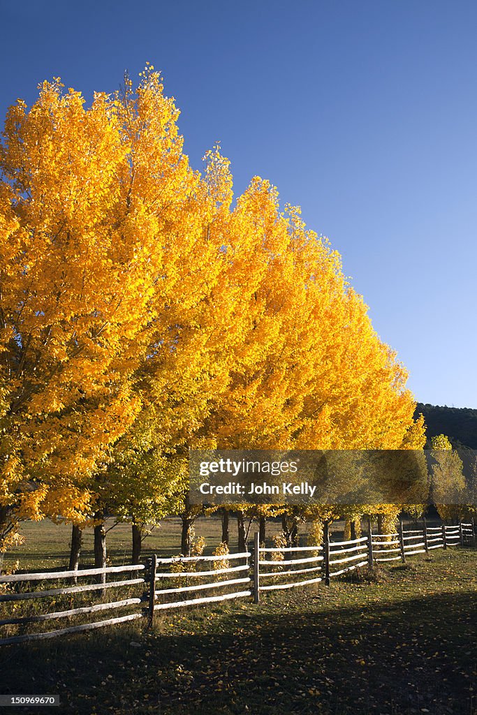 USA, Colorado, Trees in autumn foliage