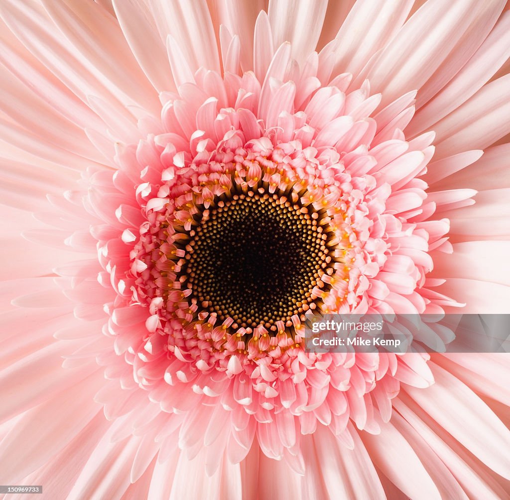 USA, Utah, Lehi, Close-up of pink daisy