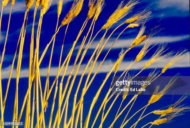 golden wheat stalks and blue sky - kansas wheat field stock pictures, royalty-free photos & images