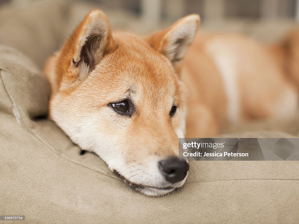 USA, Utah, Salt lake City, Portrait of dog lying on sofa