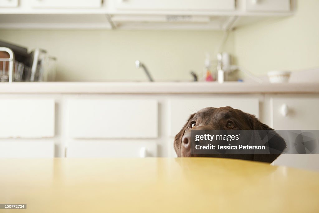 USA, Utah, Salt Lake City, Dog's head emerging from beneath table