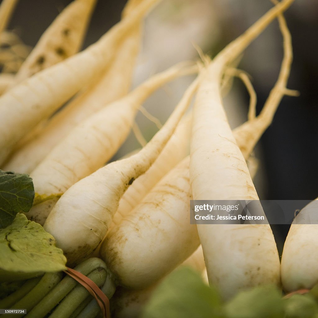 Salt Raddish Usa Utah Salt Lake City Fresh Radish High-Res Stock Photo - Getty Images