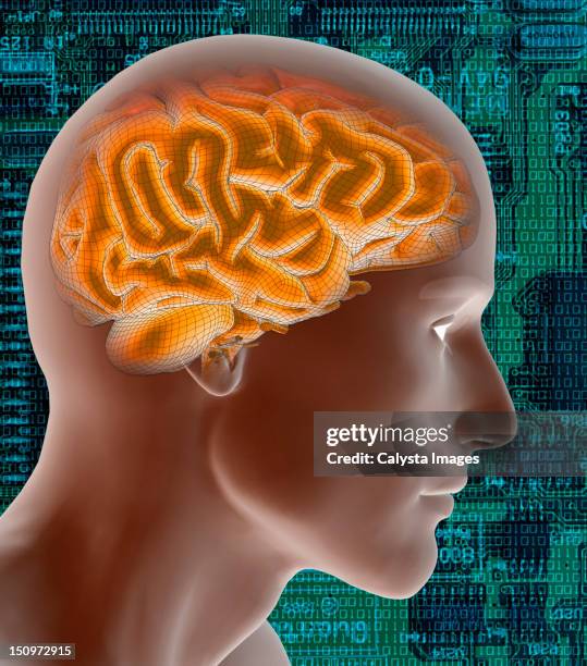 Translinear Brain Brain Transverse Section Photos and Premium High Res Pictures - Getty ...